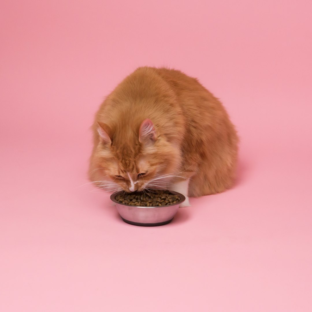 Premium cat food selection