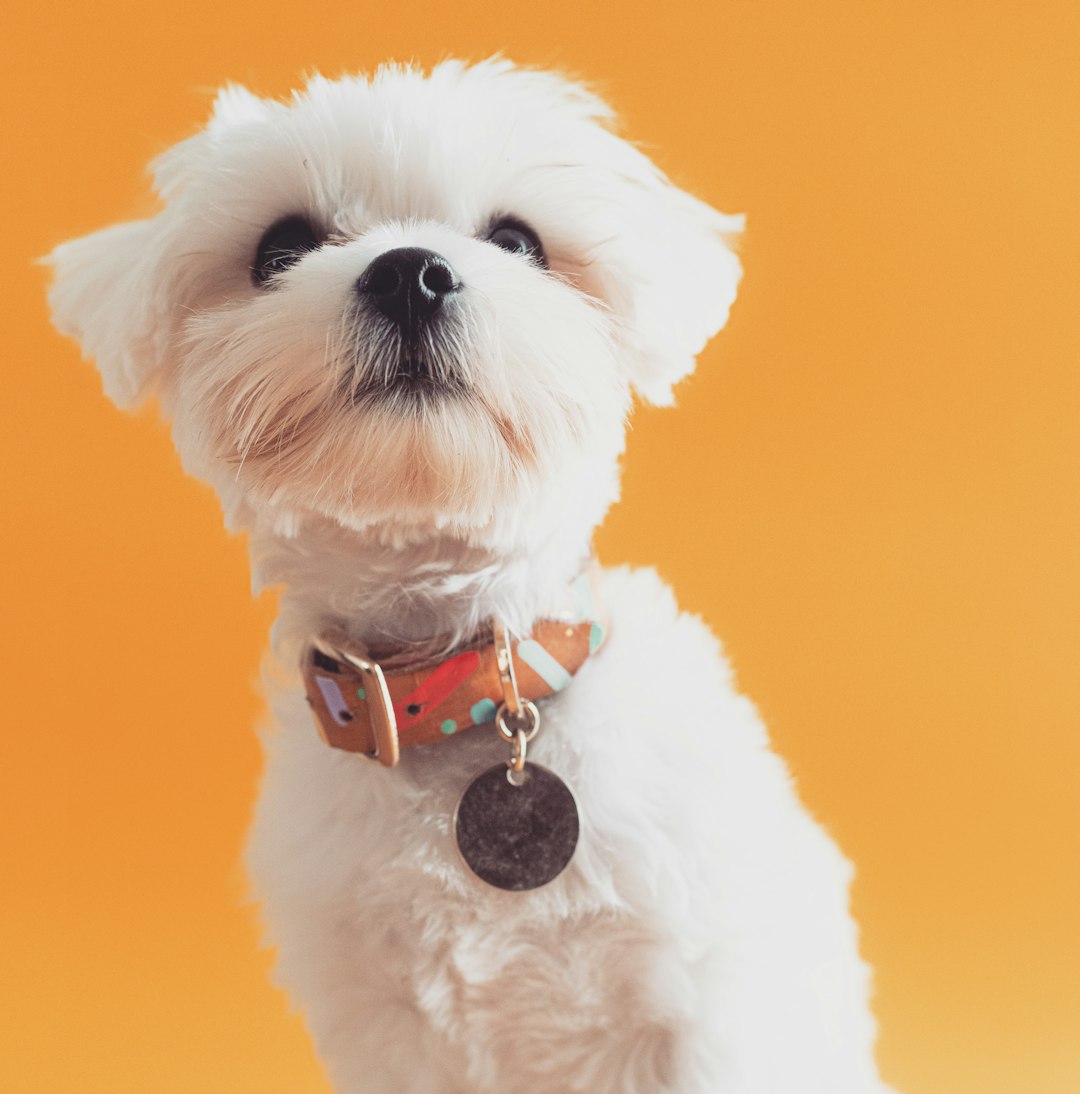 Designer leather dog collar