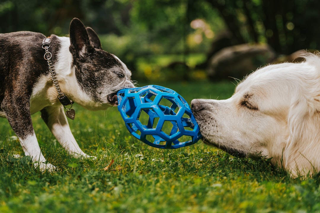 Interactive Treat Dispensing Ball