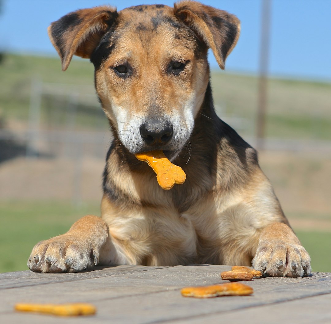 Natural Training Treats