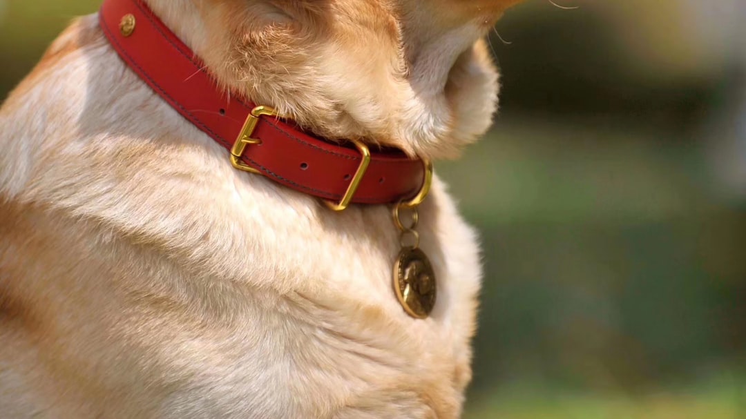 Handcrafted Leather Dog Collar
