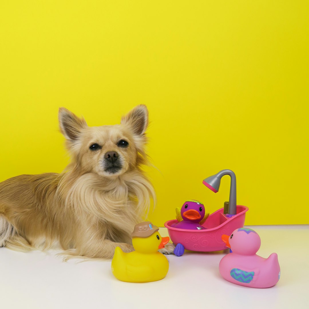 Pet accessories and toys