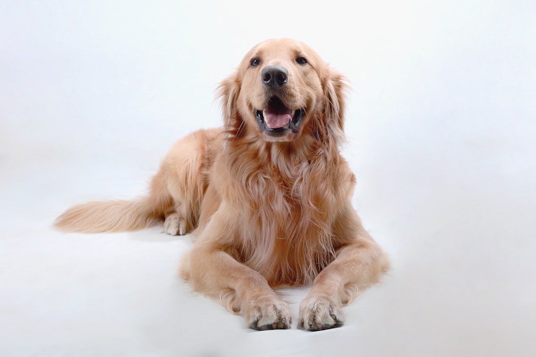 Premium dog and cat food subscription products